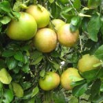 MODGrapefruitSept09