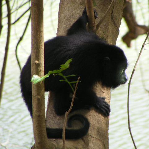 babyhowlermonkey_square