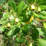 small_Cashew-YoungApril21-2011