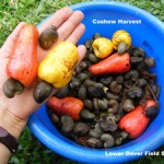 small_CashewHarvest w-ltrs
