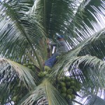 small_Coconuts