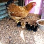 small_chickens