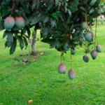 small_mangos