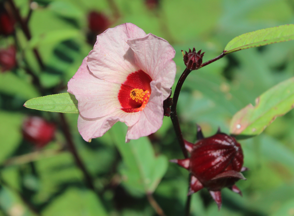 Sorrel Flower Hibiscus "Zaui" Wine Belize