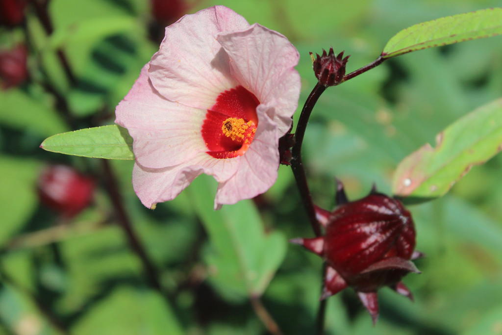 Hibiscus sabdariffa Flor de Jamaica hibiscus.wine